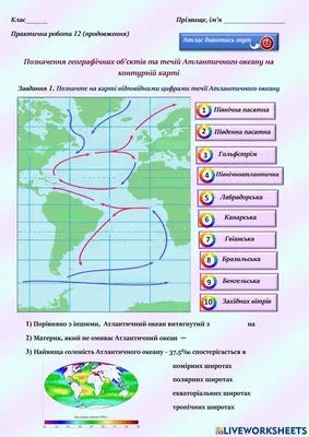 Птицы моря: великолепие атлантических птиц в объективе