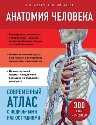 Подробный атлас человека: Скачайте свою картину