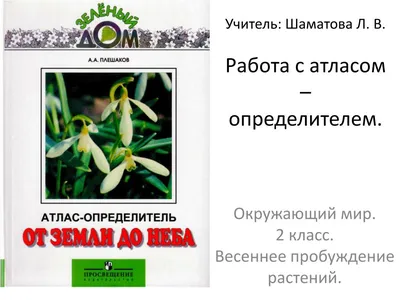 Подробное руководство по идентификации растений леса: Атлас определитель от земли до неба растения леса