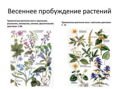 Узнайте больше о лесной флоре на фотографиях: Атлас определитель от земли до неба растения леса