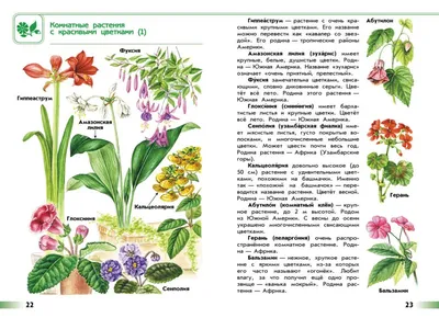 Обои на рабочий стол: украсьте свой экран фоном леса