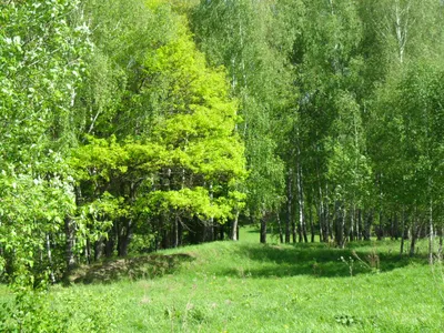 Рисунок леса и его растений: фотографии в макросъемке