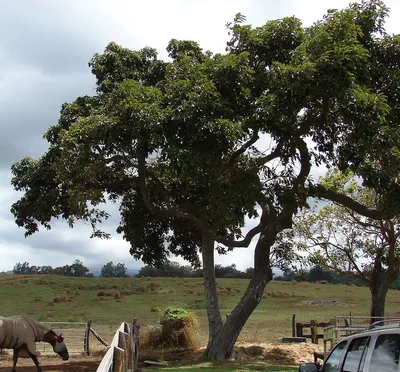 Авокадо дерево: фото высокого разрешения для скачивания в формате JPG, PNG, WebP