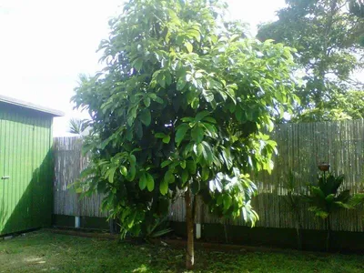 Фото авокадо дерева: природное великолепие в линзе камеры