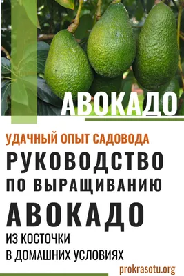 Авокадо: дерево, приносящее долголетие и здоровье