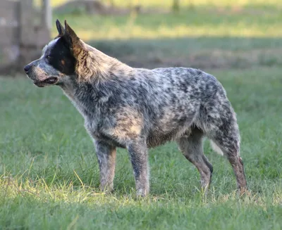 Картинки короткохвостых пастушьих собак из Австралии в формате PNG