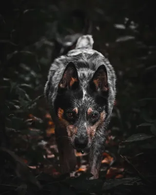 Фото короткохвостых собак из Австралии на любой вкус и размер