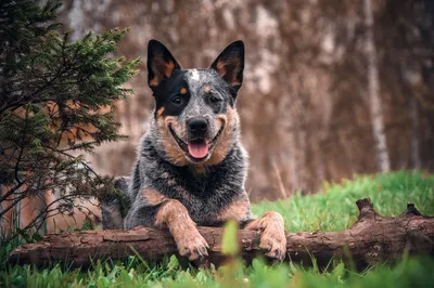 Картинки прекрасных короткохвостых пастушьих собак из Австралии для загрузки
