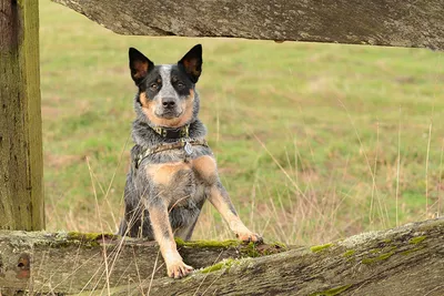 Фотографии австралийской короткохвостой пастушьей собаки в формате WebP для веб-сайта