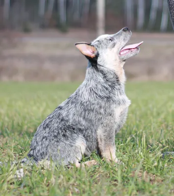 Фотографии короткохвостых собак из Австралии для использования в рекламе