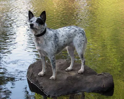 Картинки короткохвостых собак из Австралии для использования в блогах и статьях
