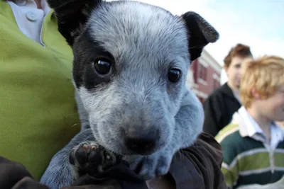 Изображения короткохвостых собак из Австралии для создания уникальных подарков