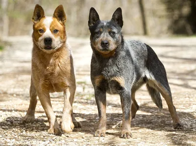 Красивые снимки короткохвостых пастушьих собак из Австралии
