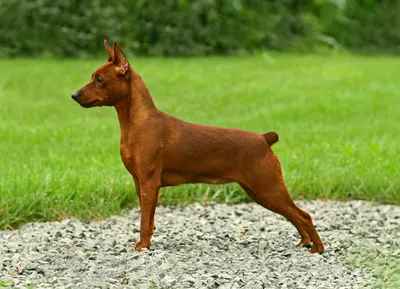 Фото собаки породы австрийский пинчер для блога
