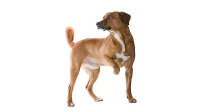 Красивые изображения собаки австрийский пинчер