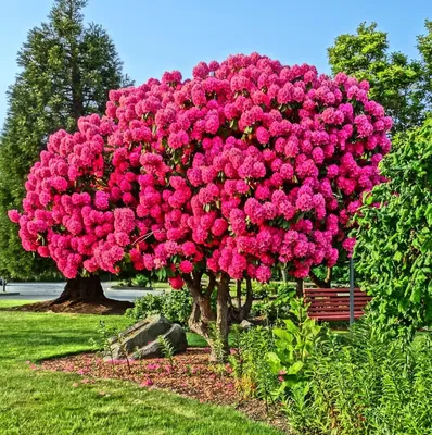 Уникальное дерево азалии на фотографии