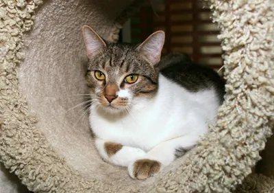 Изображения кошки азиатской табби: прекрасный выбор для фона