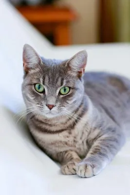 Фотографии азиатской табби: лучший выбор для любителей кошек
