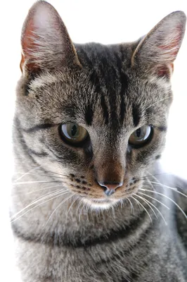 Азиатская табби: красивое изображение кошки на фото