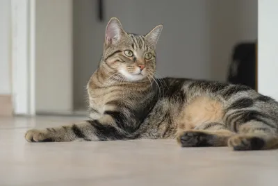 Фотка азиатской табби: идеальный подарок для любителей кошек