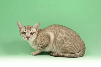 Изображения Азиатской табби для любителей кошек