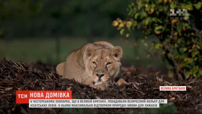 Уникальные снимки азиатских львов доступны для загрузки в различных форматах