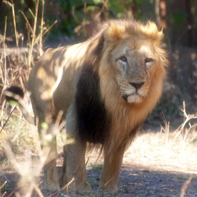Фото Азиатского Льва в формате jpg со средним размером