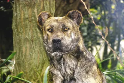 Азорская пастушья собака  фото