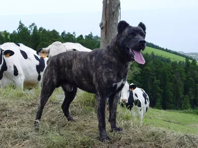 Азорская пастушья собака фотографии