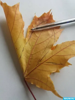 Картинка Бабочка из листьев: выберите оптимальный размер