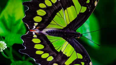 Фото, изображающее бабочку из листьев, в высоком разрешении
