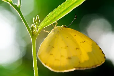 Бабочка из листьев: фотография с величественной красотой
