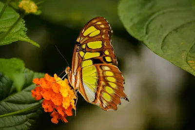 Фотка Бабочка из листьев в формате JPG: сохраните ее себе
