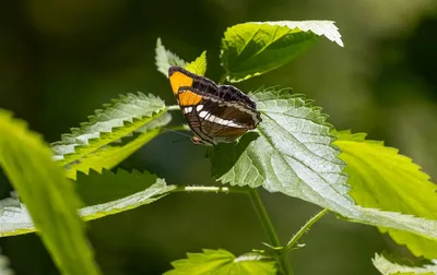 Фотография Бабочка из листьев: почувствуйте волшебство ее красок