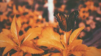 Картинка Бабочка из листьев: сохраните красоту природы на своем устройстве