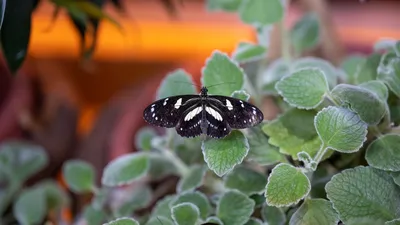 Чудесная бабочка из листьев на картинке