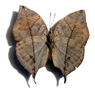 Фотка Бабочка из листьев в формате PNG: сохраните ее на устройство