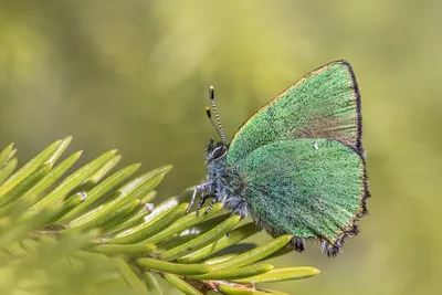 Картинка Бабочка из листьев: привнесите красоту в свою жизнь