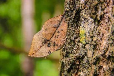 Фото Бабочка из листьев: проникнитесь ее уникальностью и чарующей красотой.