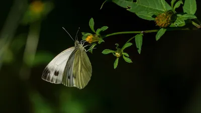 Изображение бабочки капустницы - формат PNG