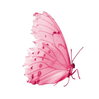 Фантастическая фотография бабочки хной в формате WebP: бесплатно!