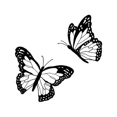 Фантастическая фотография бабочки хной в формате WebP: полностью бесплатно для вас каждый день