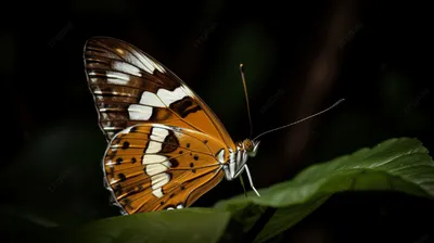 Коричневая бабочка: фото, картинка, изображение, фотография