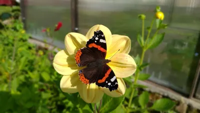 Фото бабочки королек в формате JPG