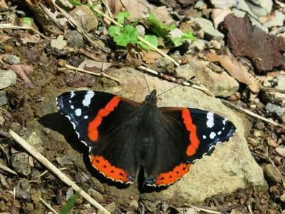 Фотография бабочки королек с возможностью выбора размера и формата