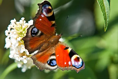 Фото бабочки королек для скачивания в JPG формате с выбором размера