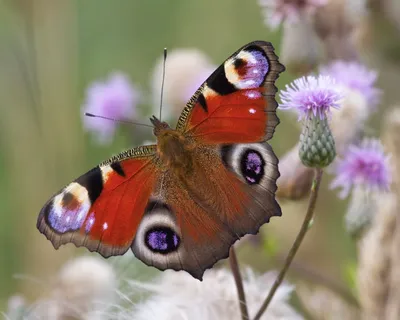 Фотка бабочки королек в формате WebP с возможностью изменения размера и выбором формата для скачивания