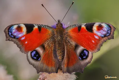 Фото бабочки королек для скачивания в JPG формате с выбором размера и формата