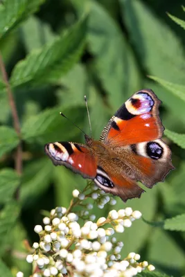 Фотография бабочки королек с возможностью выбора размера, формата и сохранения в высоком качестве