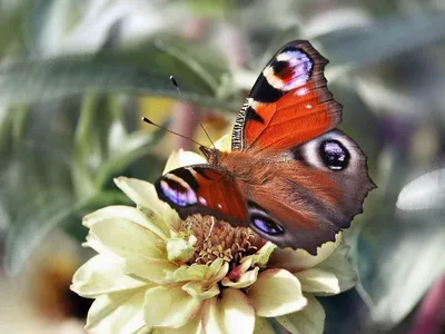 Фото бабочки королек в формате JPG с изменяемым размером и выбором формата для скачивания в высоком разрешении